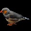 Zebra Finch Cursors